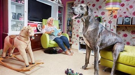 The World's Tallest Dog Freddy The Great Dane Dies | Al Bawaba