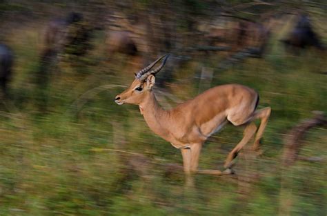 WILDLIFE GALLERY - COMMON - Kapama Private Game Reserve