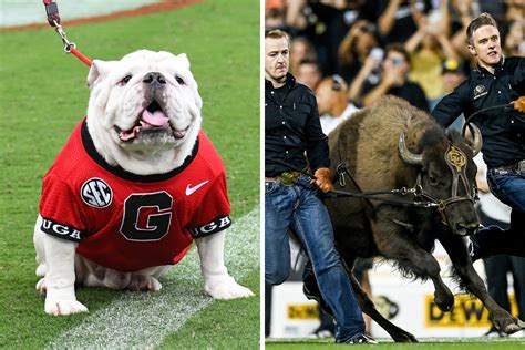 The 17 Best Live Mascots in College Football, Ranked