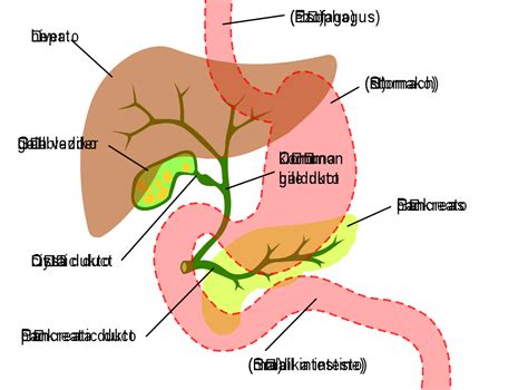 File:Digestive system showing bile duct.svg - Wikimedia Commons