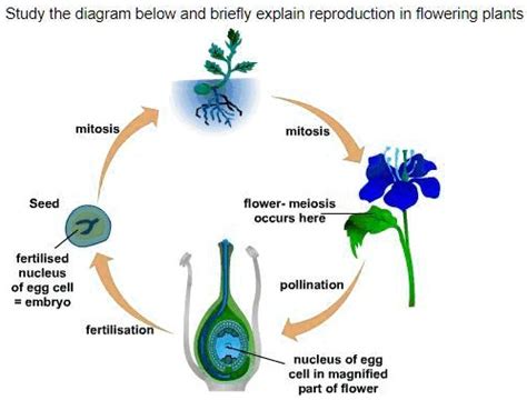 SOLVED: Can someone please help? Study the diagram below and briefly explain reproduction in ...