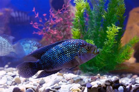 Jack Dempsey Fish: Care, Feeding, and Breeding - Build Your Aquarium