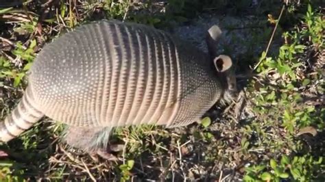 Curious armadillo jumps when poked - YouTube