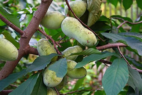 What Is a Pawpaw Tree? - WorldAtlas