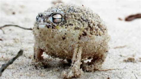 Angry Squeaking Desert Rain Frog Is So Adorable