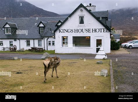 A red deer hind stands on the grounds of the King's House Hotel, Glencoe, Scotland, UK Stock ...