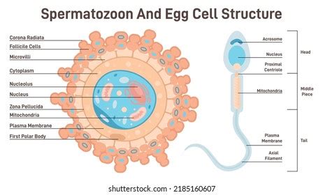 Real Human Egg Cell