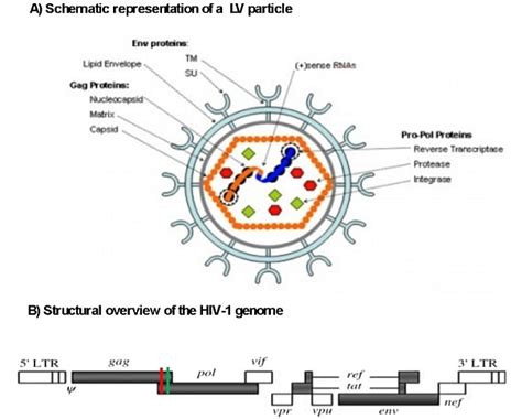 What Is A Lentiviral Vector