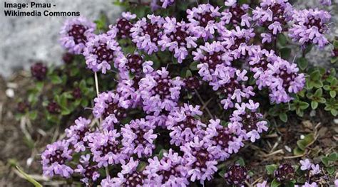 Types of Creeping Thyme (With Pictures) – Identification Guide