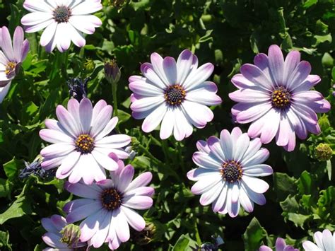 African daisy varieties Stock Photos, Royalty Free African daisy ...