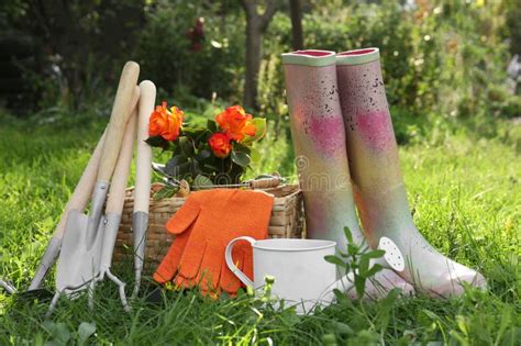 Pair of Gloves, Gardening Tools, Blooming Rose Bush and Rubber Boots on Grass Outdoors Stock ...