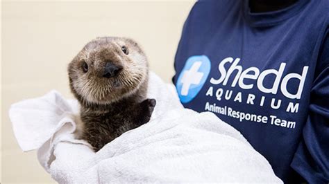 Shedd sends staff to care for sea otter pup in Alaska - ABC7 Chicago