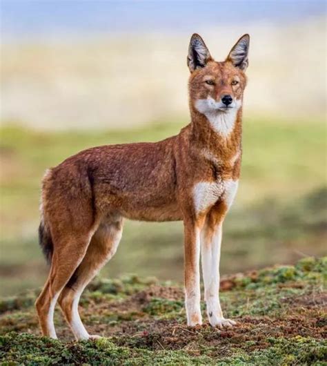 Ethiopian Wolf Facts | Best Wildlife Facts | Travel Facts