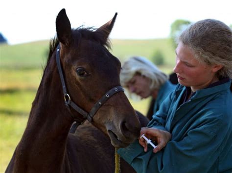 Best Equine Vet Schools – CollegeLearners.com