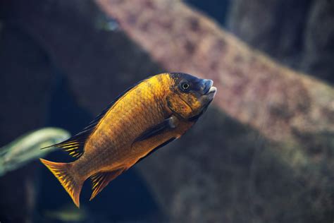 Set up a natural habitat for Tanganyika cichlids - Aquadecor