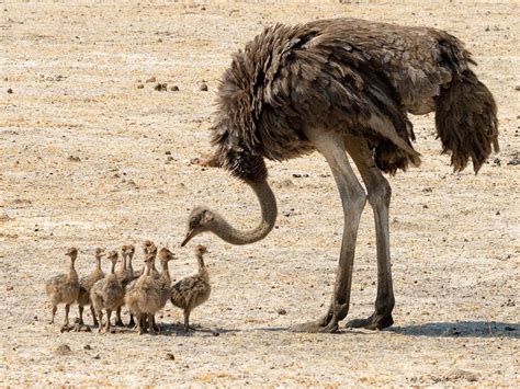 Baby Ostriches: All You Need to Know (with Pictures) | Birdfact