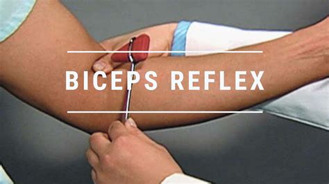 Biceps Tendon Reflex