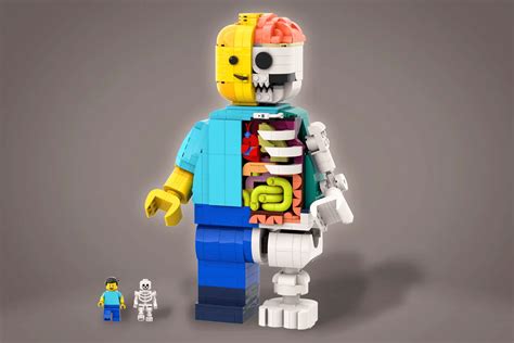 LEGO IDEAS - Lego Anatomy