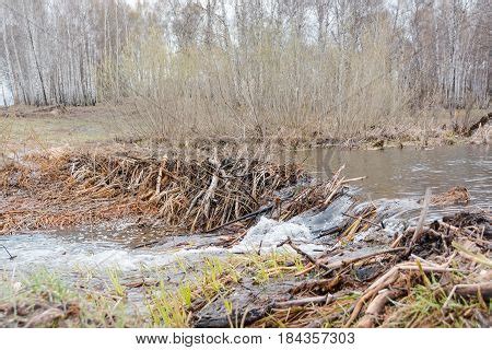 Beaver Dam. Dam Image & Photo (Free Trial) | Bigstock