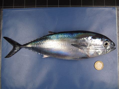 Scientists Are Taming Endangered Atlantic Bluefin Tuna for Our Sushi - VICE