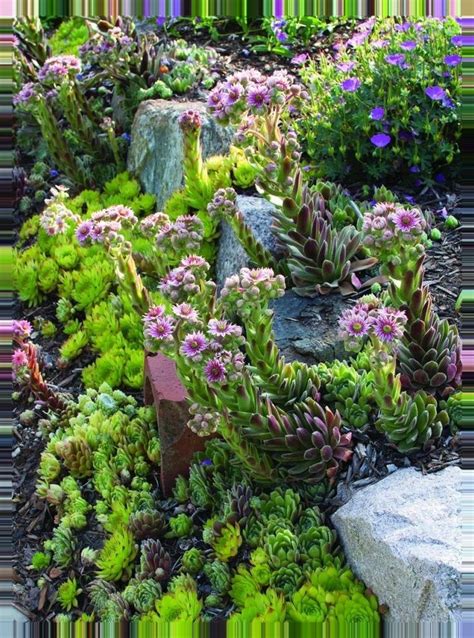 Stonecrop-Sedum | Rock garden plants, Rock garden, Cool plants