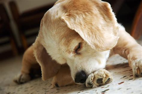 Lice on Dogs: Tips for Safely Delousing Your Itchy Dog