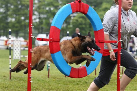 Agility Training for Dogs Ontario