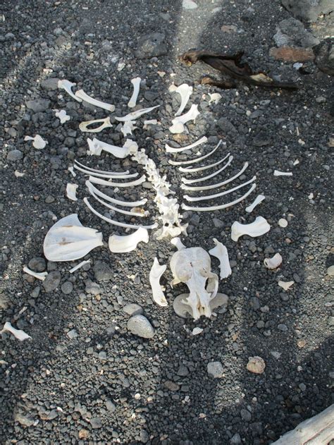 Sea lion skeleton | Smithsonian Photo Contest | Smithsonian Magazine