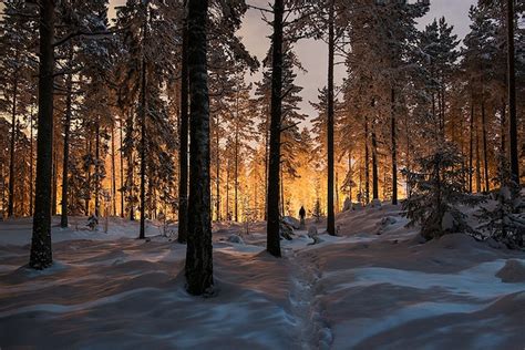 Mysterious Glowing Light in a Finland Forest