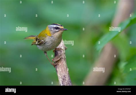 Male Common firecrest gives staring look at some dry perch Stock Photo ...