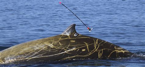 How low can you go? Cuvier's beaked whale the champ of deep-sea diving - The Japan Times