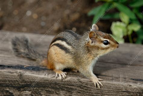 Least Chipmunk - Stock Image - F031/4971 - Science Photo Library