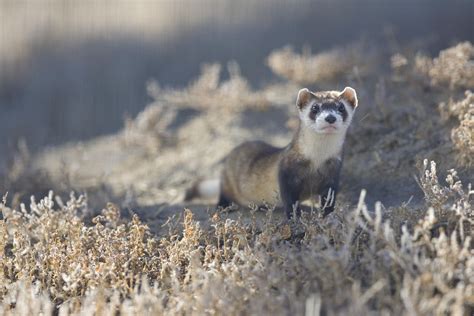 Black-footed ferrets return home | North Fork Preservation Association