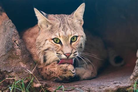 Are Bobcats Dangerous? (To People and Pets) – Floofmania