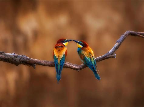 A bird on a branch-2015 Bing theme wallpaper Preview | 10wallpaper.com