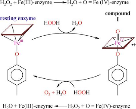 Catalase Hydrogen Peroxide Chemical Equation - Tessshebaylo