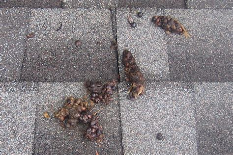 Raccoon Feces in the Attic - Photographs - How to Identify and Clean