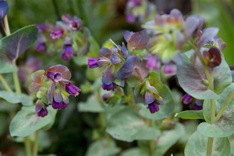 Cerinthe major 'Purpurascens' - BBC Gardeners World Magazine