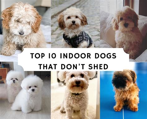 Top 9 Indoor Dogs that Don’t Shed | Cute small dogs, Toy dog breeds, Best small dog breeds