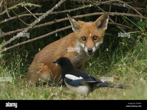 Baby magpie hi-res stock photography and images - Alamy