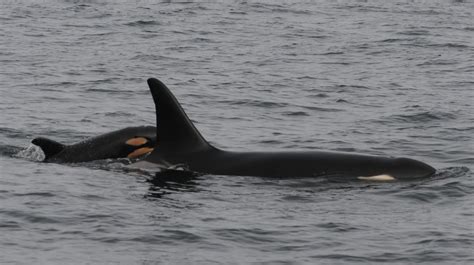 Orca calf born to endangered southern whale population | CBC News