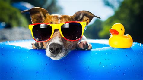 Summer Animal Wallpapers - Top Free Summer Animal Backgrounds - WallpaperAccess