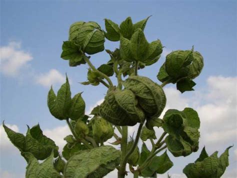 Exploration of cotton leaf curl virus resistance genes