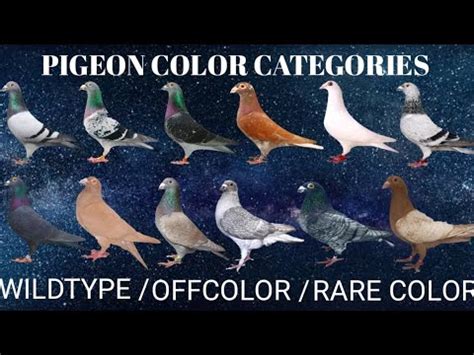 colors of pigeon - YouTube