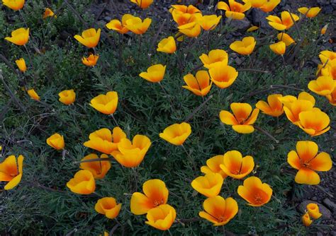 Arizona Desert Flowers | Desert flowers, Arizona wildflowers, Wild ...