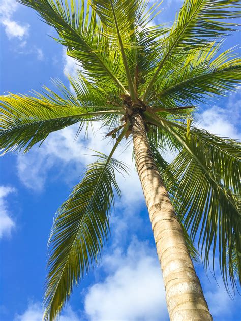 Tropical Palm Tree Free Stock Photo - Public Domain Pictures