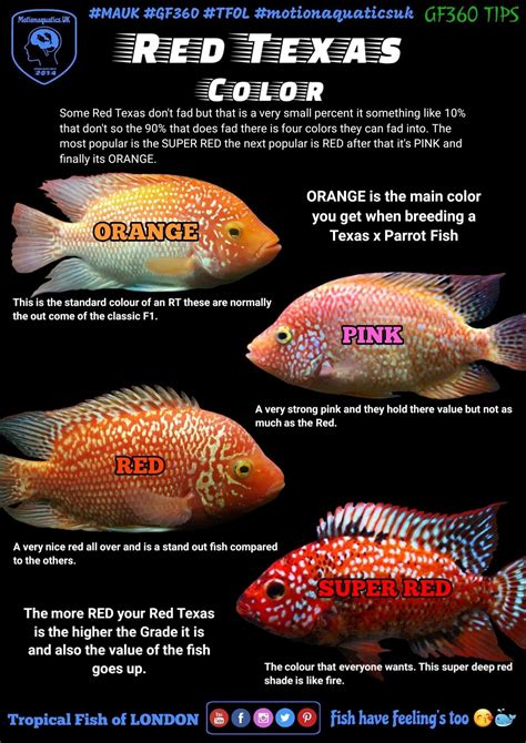 Red Texas African Cichlid Aquarium, African Cichlids, Aquarium Fish ...