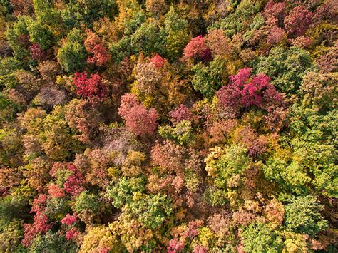 «Autumn Forest Aerial View» del colaborador de Stocksy «Pixel Stories» - Stocksy