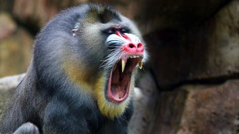 Mandrills: What you need to know