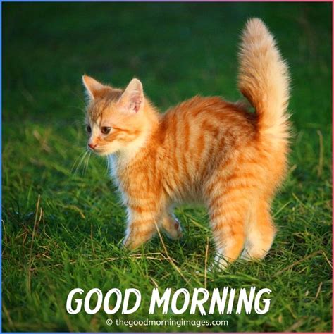 Cute Good Morning Kitten Images, Wallpaper & Pictures